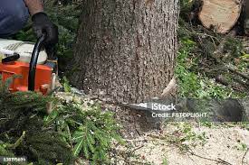 Best Stump Grinding and Removal  in Waukegan, IL