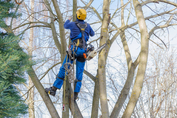 Trusted Waukegan, IL Tree Care Experts
