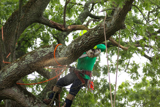 Seasonal Cleanup (Spring/Fall) in Waukegan, IL