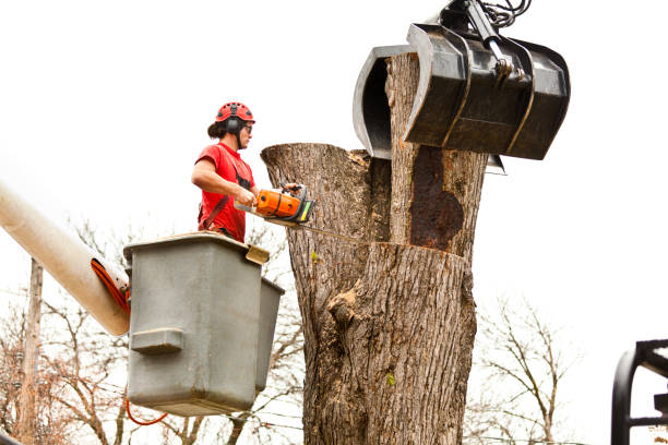 Best Leaf Removal  in Waukegan, IL