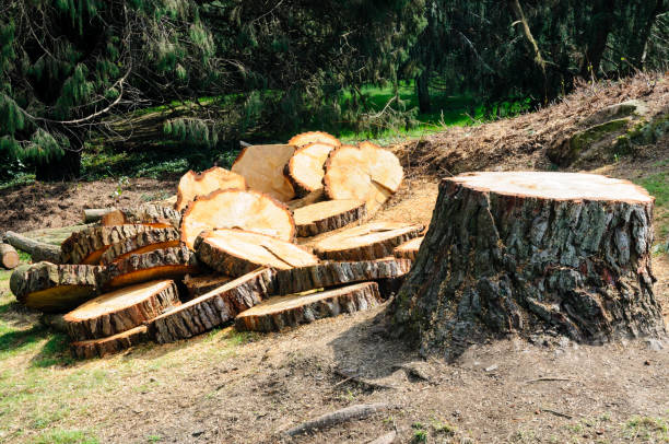 How Our Tree Care Process Works  in  Waukegan, IL